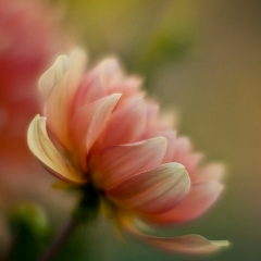 Painterly Peach Dahlia Bloom To order a print please email me at  Mike Reid Photography : dahlia, dahlias, flower, flowers, floral, artistic flower photography, flower photography, soft, flower poetry, floral poetry, spring colors, blooms, artistic floral photography, canon, zeiss, bokeh, reid, dreamy, painterly, impressionistic, zeiss 50mm ze, canon 85mm f/1.2, dof shots, closeup, flower macro