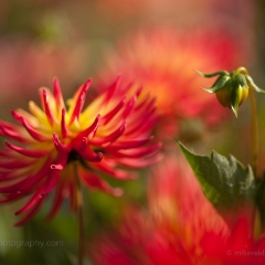 Pee Gee Dahlia Flowers To order a print please email me at  Mike Reid Photography : dahlia, dahlias, flower, flowers, floral, artistic flower photography, flower photography, soft, flower poetry, floral poetry, spring colors, blooms, artistic floral photography, canon, zeiss, bokeh, reid, dreamy, painterly, impressionistic, zeiss 50mm ze, canon 85mm f/1.2, dof shots, closeup, flower macro