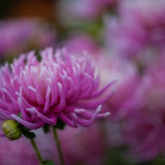 Pink Dahlia Gardens To order a print please email me at  Mike Reid Photography : dahlia, dahlias, flower, flowers, floral, artistic flower photography, flower photography, soft, flower poetry, floral poetry, spring colors, blooms, artistic floral photography, canon, zeiss, bokeh, reid, dreamy, painterly, impressionistic, zeiss 50mm ze, canon 85mm f/1.2, dof shots, closeup, flower macro