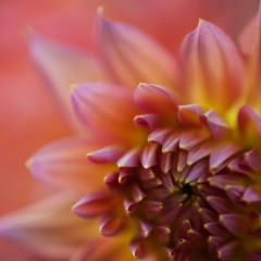 Pink Delicate Closeup Dahlia Soft Flower To order a print please email me at  Mike Reid Photography : dahlia, dahlias, flower, flowers, floral, artistic flower photography, flower photography, soft, flower poetry, floral poetry, spring colors, blooms, artistic floral photography, canon, zeiss, bokeh, reid, dreamy, painterly, impressionistic, zeiss 50mm ze, canon 85mm f/1.2, dof shots, closeup, flower macro