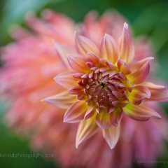Pink Delicate Dahlia To order a print please email me at  Mike Reid Photography : dahlia, dahlias, flower, flowers, floral, artistic flower photography, flower photography, soft, flower poetry, floral poetry, spring colors, blooms, artistic floral photography, canon, zeiss, bokeh, reid, dreamy, painterly, impressionistic, zeiss 50mm ze, canon 85mm f/1.2, dof shots, closeup, flower macro