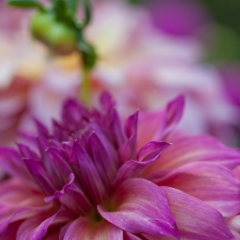 Pink Patterns To order a print please email me at  Mike Reid Photography : dahlia, dahlias, flower, flowers, floral, artistic flower photography, flower photography, soft, flower poetry, floral poetry, spring colors, blooms, artistic floral photography, canon, zeiss, bokeh, reid, dreamy, painterly, impressionistic, zeiss 50mm ze, canon 85mm f/1.2, dof shots, closeup, flower macro