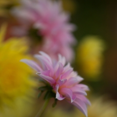 Pink on Yellow Dahlias To order a print please email me at  Mike Reid Photography : dahlia, dahlias, flower, flowers, floral, artistic flower photography, flower photography, soft, flower poetry, floral poetry, spring colors, blooms, artistic floral photography, canon, zeiss, bokeh, reid, dreamy, painterly, impressionistic, zeiss 50mm ze, canon 85mm f/1.2, dof shots, closeup, flower macro