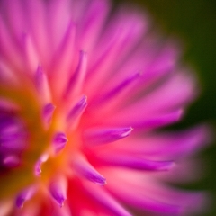 Rainbow Soft Dahlia Photography To order a print please email me at  Mike Reid Photography : dahlia, dahlias, flower, flowers, floral, artistic flower photography, flower photography, soft, flower poetry, floral poetry, spring colors, blooms, artistic floral photography, canon, zeiss, bokeh, reid, dreamy, painterly, impressionistic, zeiss 50mm ze, canon 85mm f/1.2, dof shots, closeup, flower macro
