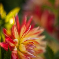 Red  Yellow Dahlia Burst To order a print please email me at  Mike Reid Photography : dahlia, dahlias, flower, flowers, floral, artistic flower photography, flower photography, soft, flower poetry, floral poetry, spring colors, blooms, artistic floral photography, canon, zeiss, bokeh, reid, dreamy, painterly, impressionistic, zeiss 50mm ze, canon 85mm f/1.2, dof shots, closeup, flower macro