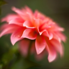 Red Dahlia Bloom To order a print please email me at  Mike Reid Photography : dahlia, dahlias, flower, flowers, floral, artistic flower photography, flower photography, soft, flower poetry, floral poetry, spring colors, blooms, artistic floral photography, canon, zeiss, bokeh, reid, dreamy, painterly, impressionistic, zeiss 50mm ze, canon 85mm f/1.2, dof shots, closeup, flower macro