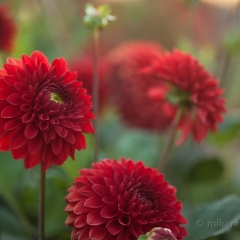 Red PomPoms To order a print please email me at  Mike Reid Photography : dahlia, dahlias, flower, flowers, floral, artistic flower photography, flower photography, soft, flower poetry, floral poetry, spring colors, blooms, artistic floral photography, canon, zeiss, bokeh, reid, dreamy, painterly, impressionistic, zeiss 50mm ze, canon 85mm f/1.2, dof shots, closeup, flower macro