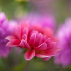 Red and Pink Dahlias To order a print please email me at  Mike Reid Photography : dahlia, dahlias, flower, flowers, floral, artistic flower photography, flower photography, soft, flower poetry, floral poetry, spring colors, blooms, artistic floral photography, canon, zeiss, bokeh, reid, dreamy, painterly, impressionistic, zeiss 50mm ze, canon 85mm f/1.2, dof shots, closeup, flower macro