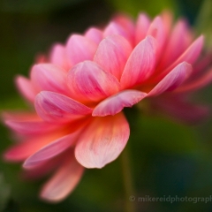 Salmon Dahlia Petals Flowers To order a print please email me at  Mike Reid Photography : dahlia, dahlias, flower, flowers, floral, artistic flower photography, flower photography, soft, flower poetry, floral poetry, spring colors, blooms, artistic floral photography, canon, zeiss, bokeh, reid, dreamy, painterly, impressionistic, zeiss 50mm ze, canon 85mm f/1.2, dof shots, closeup, flower macro