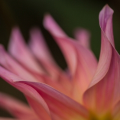 Salmon Yellow Petals To order a print please email me at  Mike Reid Photography : dahlia, dahlias, flower, flowers, floral, artistic flower photography, flower photography, soft, flower poetry, floral poetry, spring colors, blooms, artistic floral photography, canon, zeiss, bokeh, reid, dreamy, painterly, impressionistic, zeiss 50mm ze, canon 85mm f/1.2, dof shots, closeup, flower macro