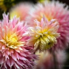 Several Radiant Dahlia Blooms To order a print please email me at  Mike Reid Photography : dahlia, dahlias, flower, flowers, floral, artistic flower photography, flower photography, soft, flower poetry, floral poetry, spring colors, blooms, artistic floral photography, canon, zeiss, bokeh, reid, dreamy, painterly, impressionistic, zeiss 50mm ze, canon 85mm f/1.2, dof shots, closeup, flower macro