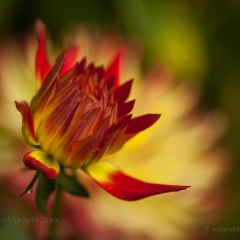 Sharp Yellow Red Dahlia To order a print please email me at  Mike Reid Photography : dahlia, dahlias, flower, flowers, floral, artistic flower photography, flower photography, soft, flower poetry, floral poetry, spring colors, blooms, artistic floral photography, canon, zeiss, bokeh, reid, dreamy, painterly, impressionistic, zeiss 50mm ze, canon 85mm f/1.2, dof shots, closeup, flower macro