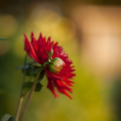 Soaring Red Bloom To order a print please email me at  Mike Reid Photography : dahlia, dahlias, flower, flowers, floral, artistic flower photography, flower photography, soft, flower poetry, floral poetry, spring colors, blooms, artistic floral photography, canon, zeiss, bokeh, reid, dreamy, painterly, impressionistic, zeiss 50mm ze, canon 85mm f/1.2, dof shots, closeup, flower macro