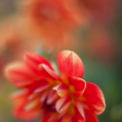 Soaring Red Dahlia To order a print please email me at  Mike Reid Photography : dahlia, dahlias, flower, flowers, floral, artistic flower photography, flower photography, soft, flower poetry, floral poetry, spring colors, blooms, artistic floral photography, canon, zeiss, bokeh, reid, dreamy, painterly, impressionistic, zeiss 50mm ze, canon 85mm f/1.2, dof shots, closeup, flower macro