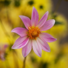 Solo Soft Beauty To order a print please email me at  Mike Reid Photography : dahlia, dahlias, flower, flowers, floral, artistic flower photography, flower photography, soft, flower poetry, floral poetry, spring colors, blooms, artistic floral photography, canon, zeiss, bokeh, reid, dreamy, painterly, impressionistic, zeiss 50mm ze, canon 85mm f/1.2, dof shots, closeup, flower macro