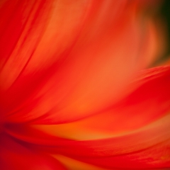 Waves of Dahlia Fire To order a print please email me at  Mike Reid Photography : dahlia, dahlias, flower, flowers, floral, artistic flower photography, flower photography, soft, flower poetry, floral poetry, spring colors, blooms, artistic floral photography, canon, zeiss, bokeh, reid, dreamy, painterly, impressionistic, zeiss 50mm ze, canon 85mm f/1.2, dof shots, closeup, flower macro