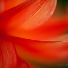 Waves of Fire To order a print please email me at  Mike Reid Photography : dahlia, dahlias, flower, flowers, floral, artistic flower photography, flower photography, soft, flower poetry, floral poetry, spring colors, blooms, artistic floral photography, canon, zeiss, bokeh, reid, dreamy, painterly, impressionistic, zeiss 50mm ze, canon 85mm f/1.2, dof shots, closeup, flower macro