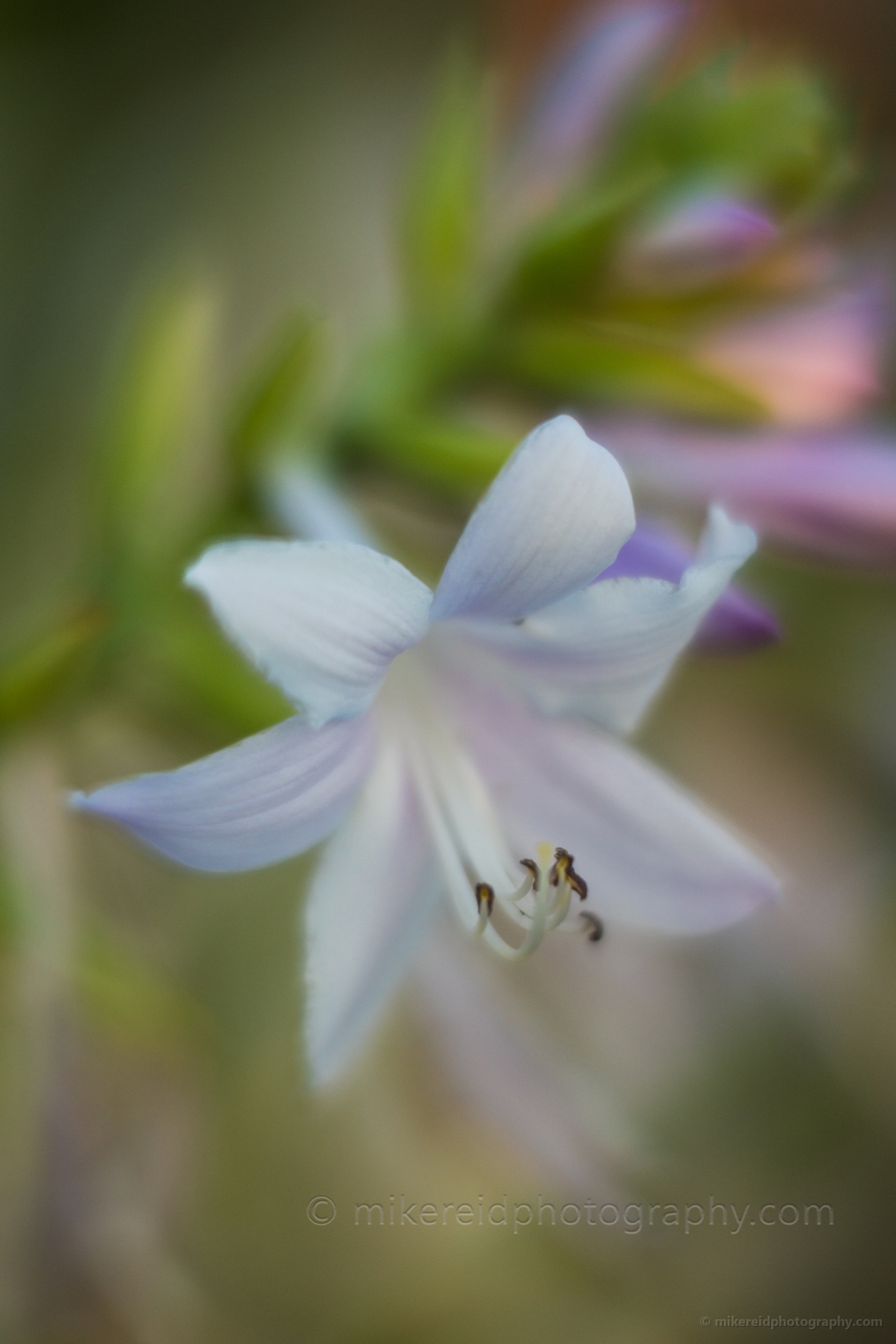 Flower Photography Beautiful White Light.jpg 