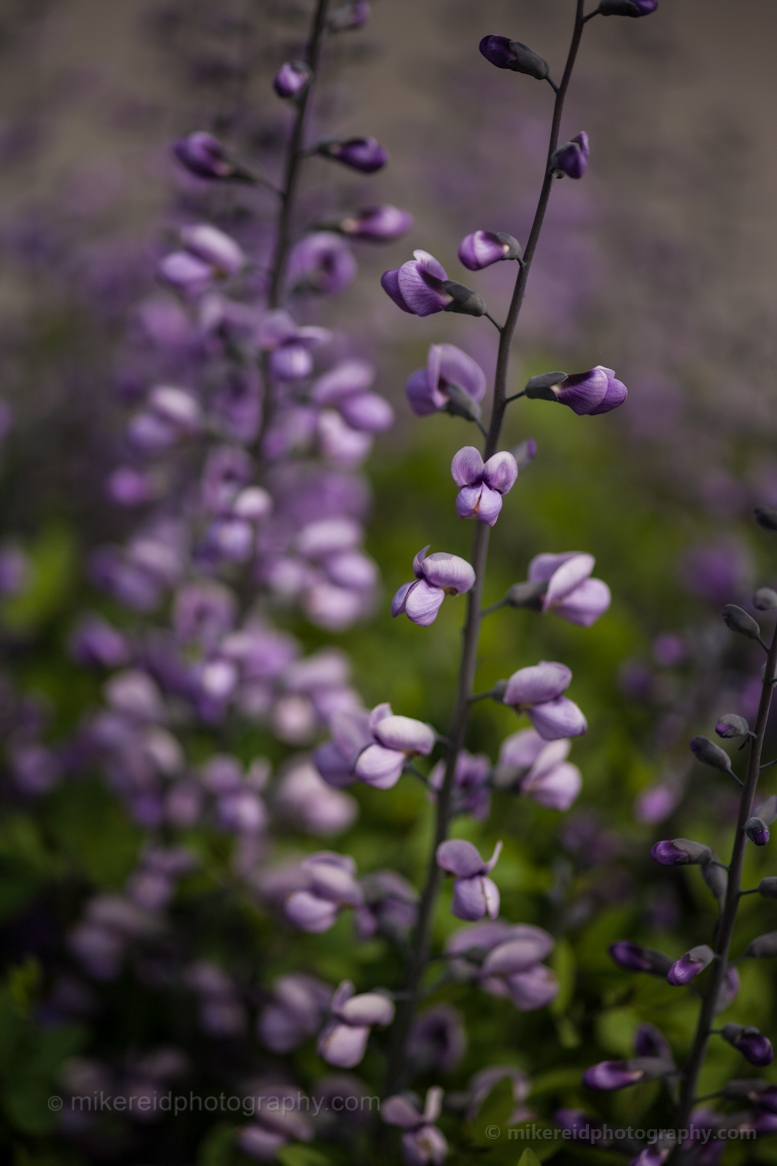 Flower Abstract Photography.jpg 
