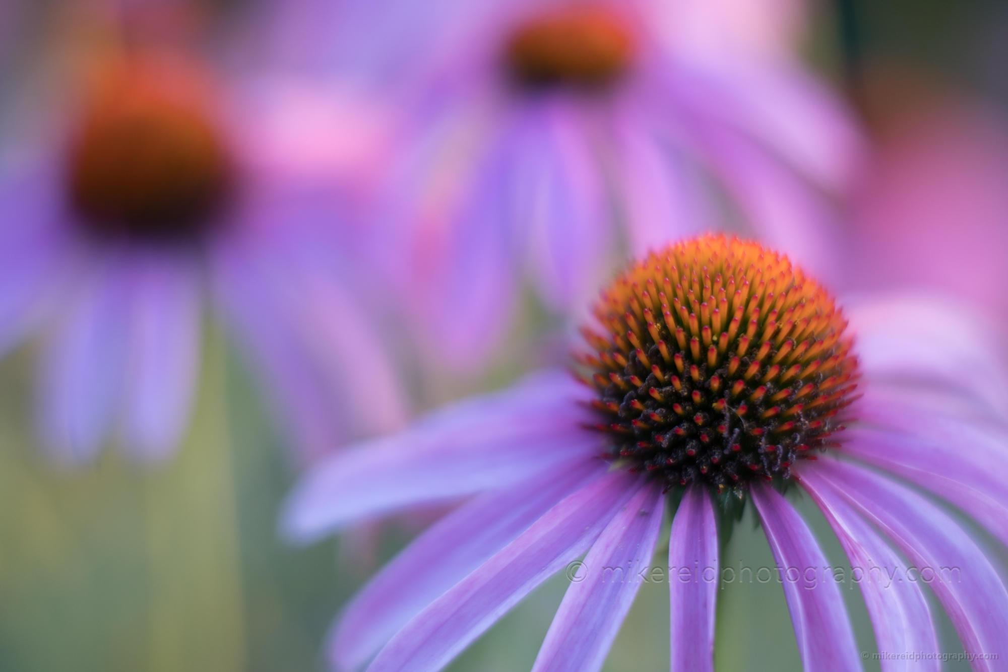 Flower Photography Golden Echinacea Blooms.jpg 