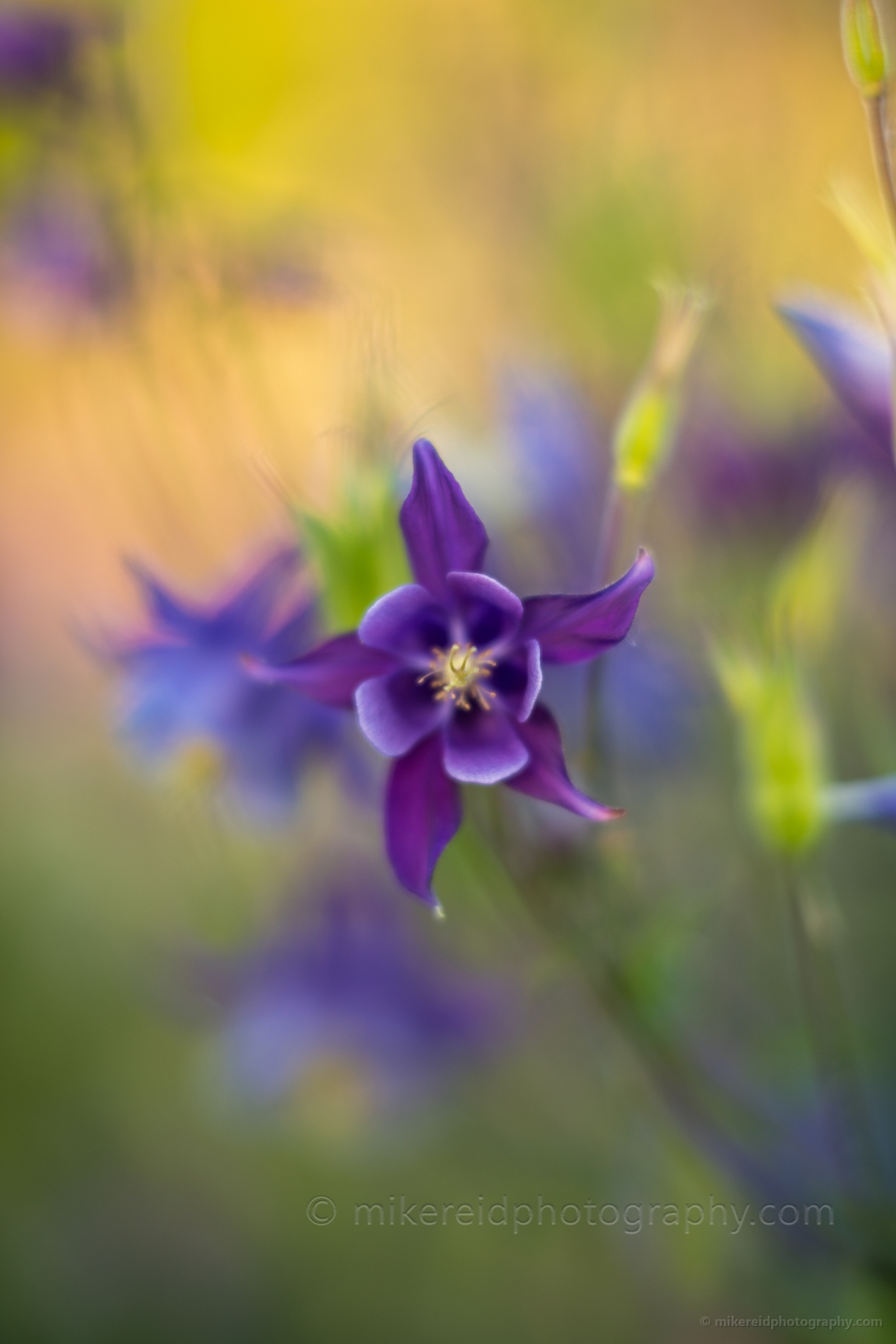 Flower Photography Purple Columbine Bloom.jpg 