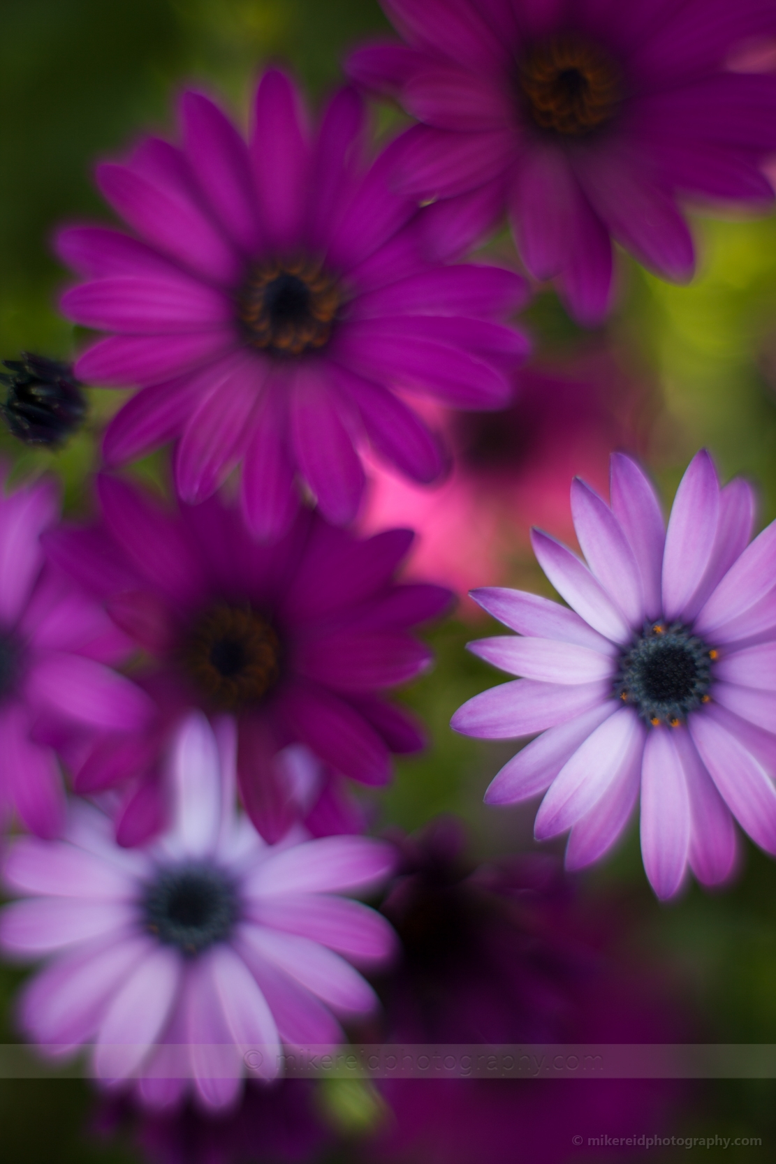 Gerbera Kaleidoscope.jpg 