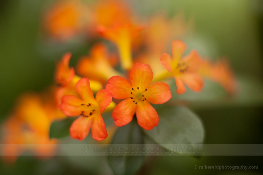 Glorious Spring Clivia.jpg 