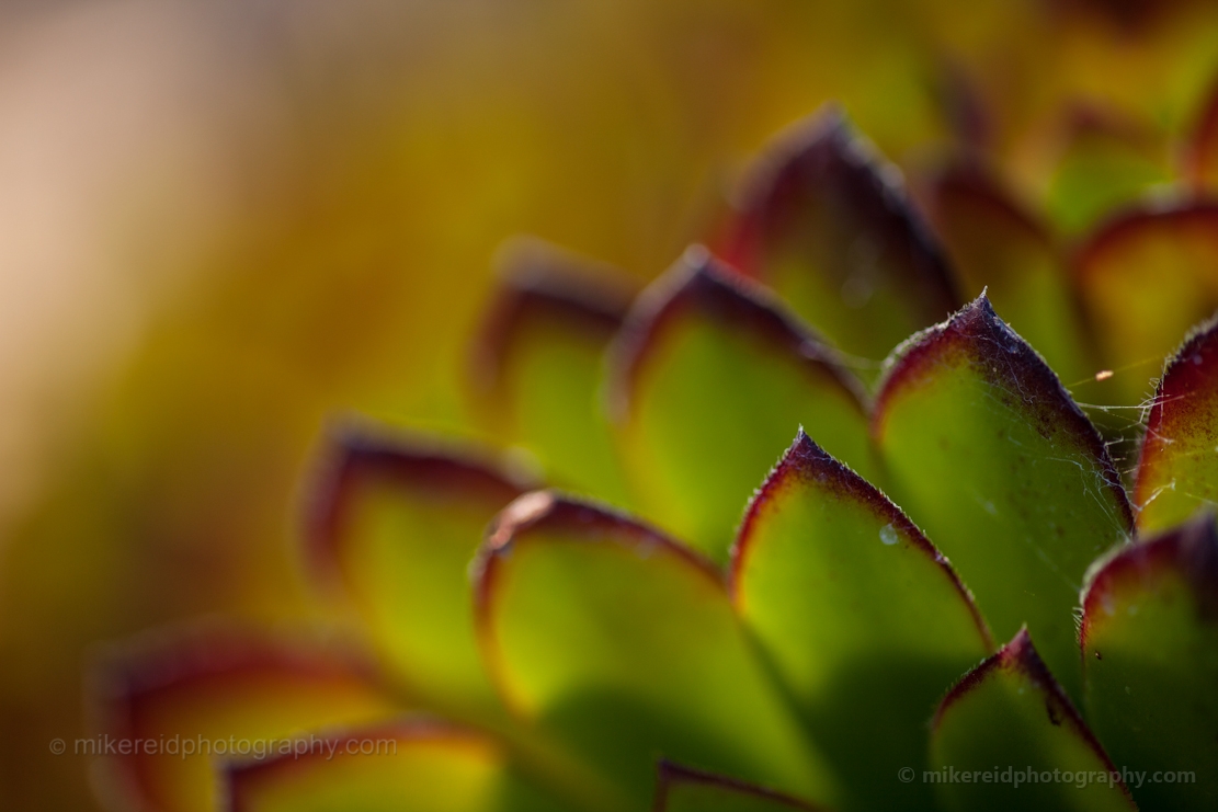 Green Brown Succulent.jpg 