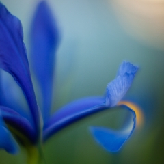 Blue Iris Edge To order a print please email me at  Mike Reid Photography : Flower, flowers, floral, floral photography, thin dof, abstract photography, beauty, poetic, zeiss, reid, beautiful flowers, stunning, colorful, iris, irises, zeiss, canon photography, zeiss lenses