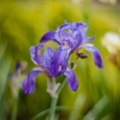 Fading Iris To order a print please email me at  Mike Reid Photography : Flower, flowers, floral, floral photography, thin dof, abstract photography, beauty, poetic, zeiss, reid, beautiful flowers, stunning, colorful