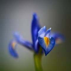 Iris Flower Photography