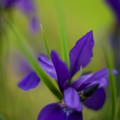 Iris Haiku To order a print please email me at  Mike Reid Photography : Flower, flowers, floral, floral photography, thin dof, abstract photography, beauty, poetic, zeiss, reid, beautiful flowers, stunning, colorful