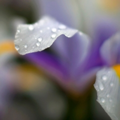 Iris Petal Flower Photography