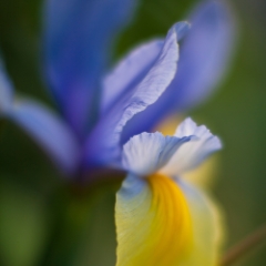 Iris Yellow Petal To order a print please email me at  Mike Reid Photography
