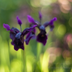 Japanese Iris Horizontal To order a print please email me at  Mike Reid Photography : Flower, flowers, floral, floral photography, thin dof, abstract photography, beauty, poetic, zeiss, reid, beautiful flowers, stunning, colorful