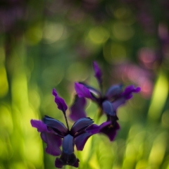 Japanese Iris Sunlight