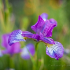 Light Purple Irises To order a print please email me at  Mike Reid Photography : Flower, flowers, floral, floral photography, thin dof, abstract photography, beauty, poetic, zeiss, reid, beautiful flowers, stunning, colorful