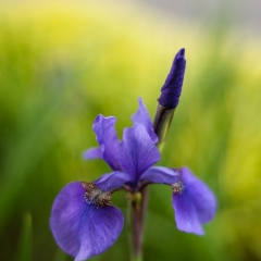 Soft Blue Iris