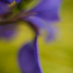 Soft Curves To order a print please email me at  Mike Reid Photography : Flower, flowers, floral, floral photography, thin dof, abstract photography, beauty, poetic, zeiss, reid, beautiful flowers, stunning, colorful