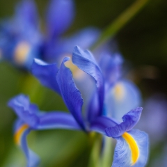 Two Iris Dreams To order a print please email me at  Mike Reid Photography : Flower, flowers, floral, floral photography, thin dof, abstract photography, beauty, poetic, zeiss, reid, beautiful flowers, stunning, colorful, iris, irises, zeiss, canon photography, zeiss lenses
