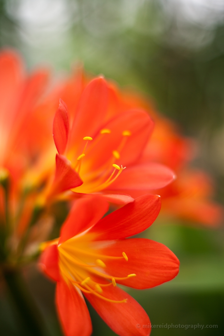 Orange Bright Clivia Flowers.jpg 