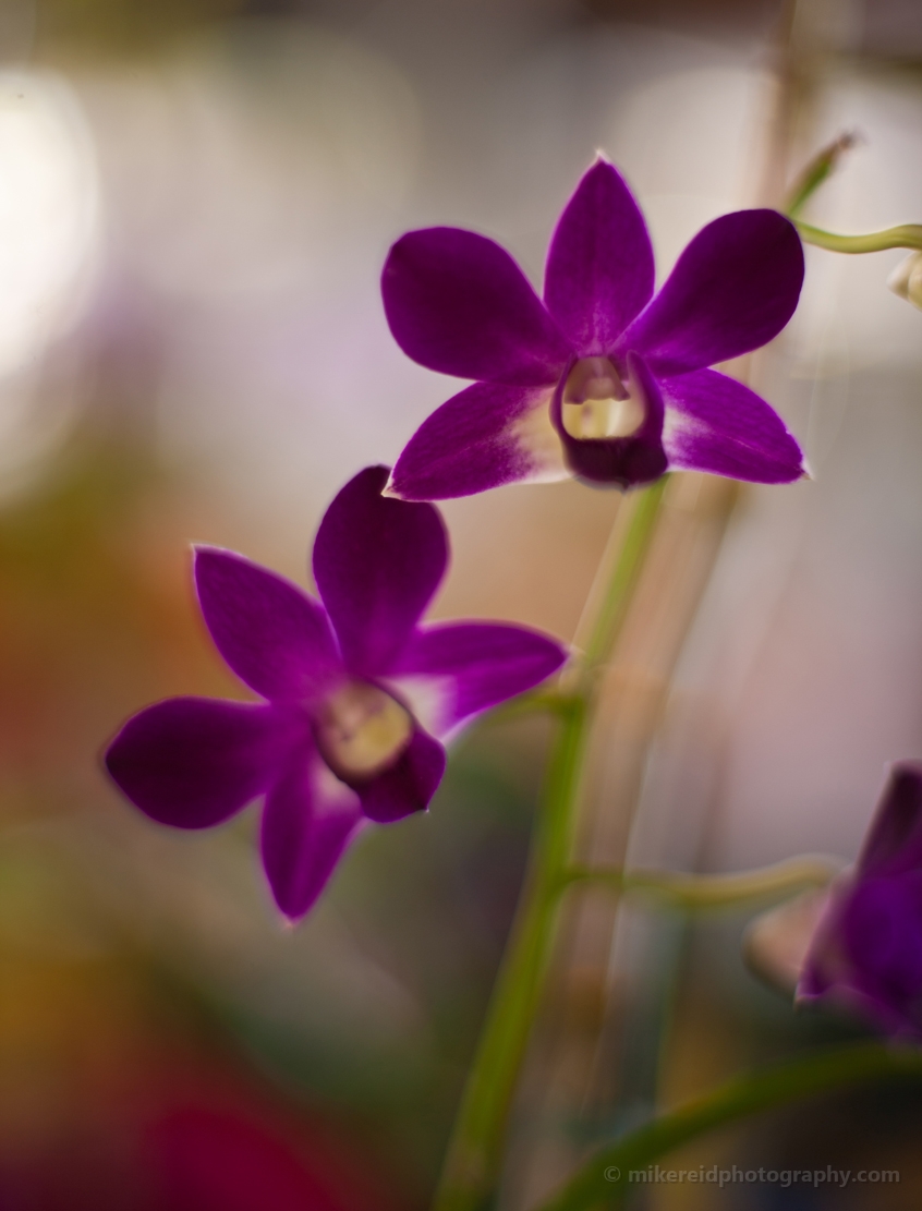 Two Dark Pink Orchids 