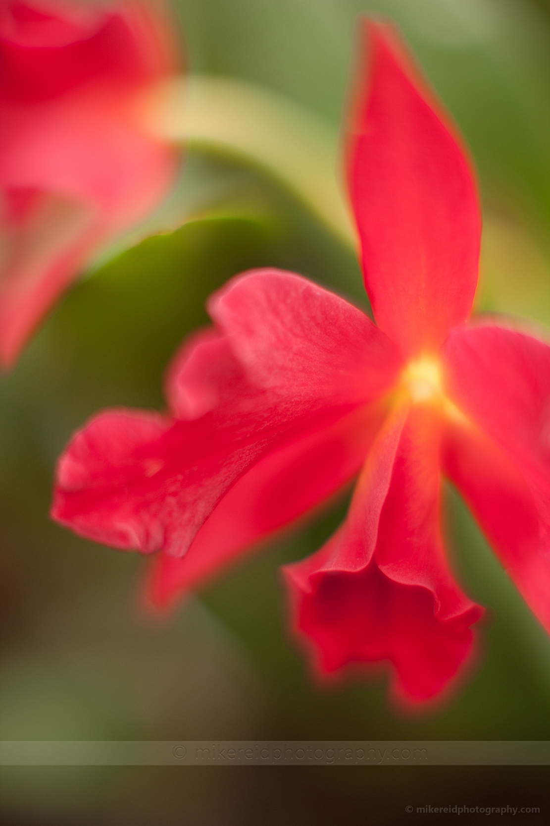 Vivid Red Orchids 