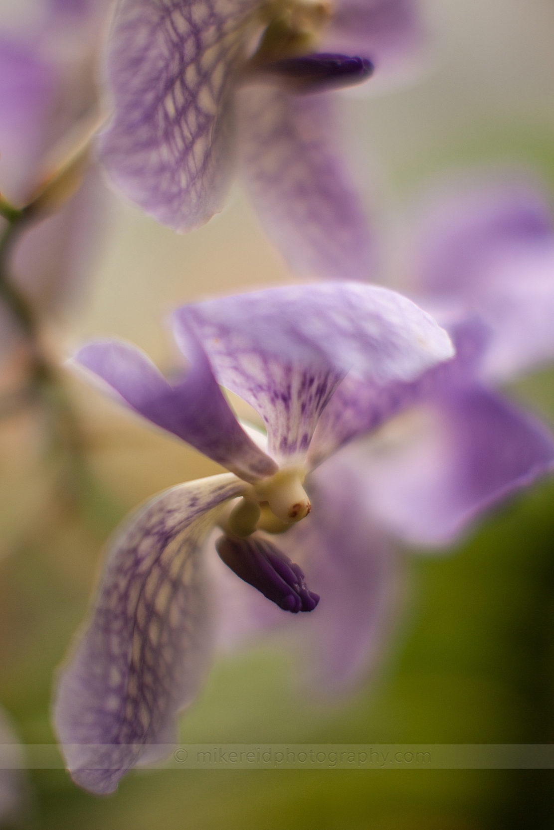 Flower Photography Orchids Dream 
