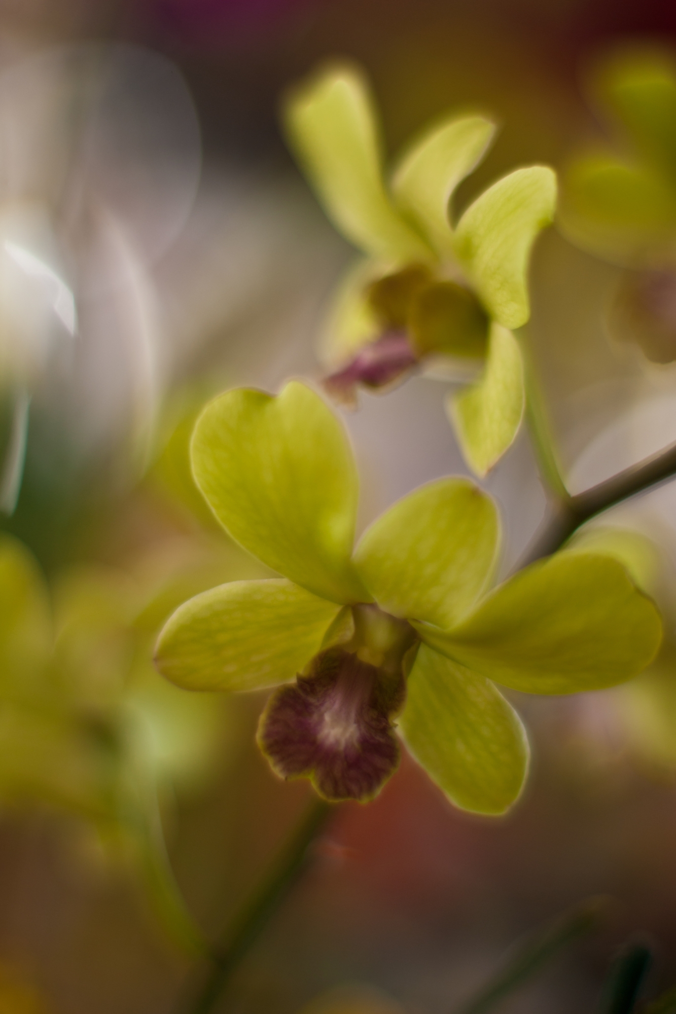 Green Orchids Dream 