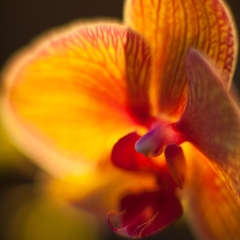Backlit Orchid Glow