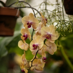 Beautiful Orchid Blooms