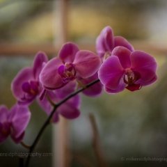 Bright Fuschia Orchids