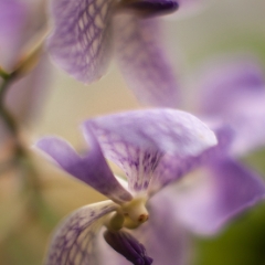 Flower Photography Orchids Dream To order a print please email me at  Mike Reid Photography