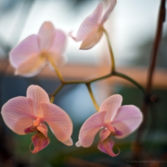 Four Beautiful Flowers To order a print please email me at  Mike Reid Photography : orchids, orchid, flower, , floral, tulip festival, floral photography, flower photos, washington state, skagit tulip festival, thin depth of field, botanical, petals, zeiss